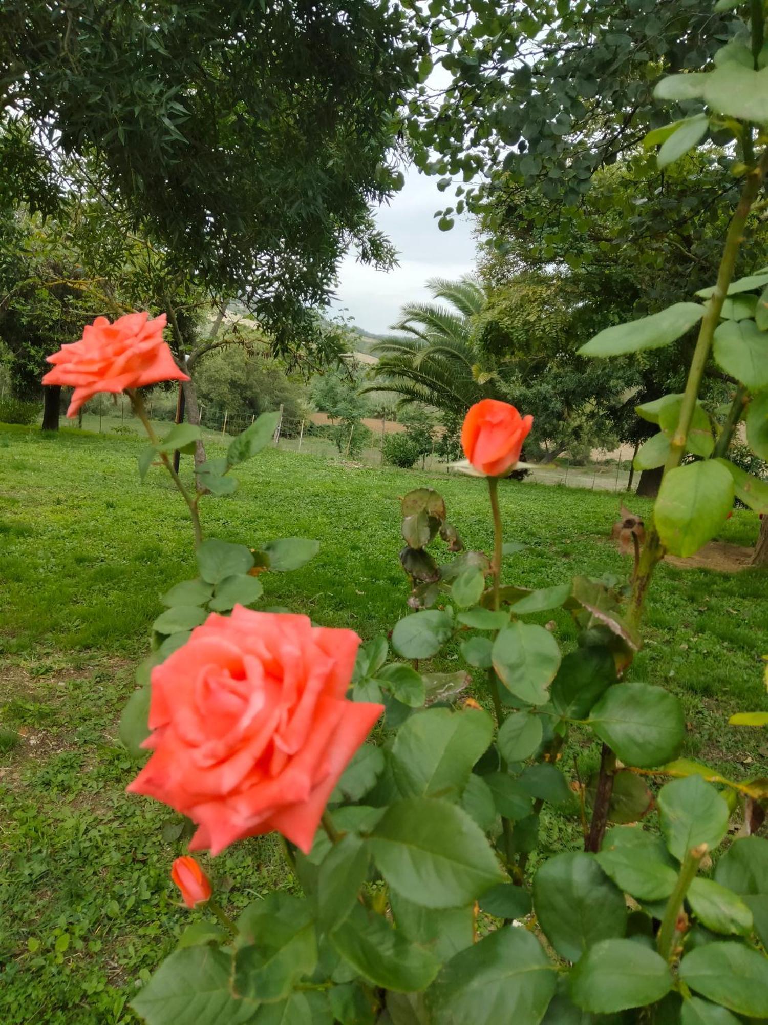 Agriturismo Da Remo Magliano in Toscana Exterior photo